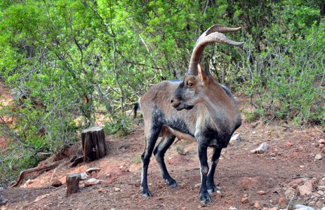 Fallow deer goat landscape photo