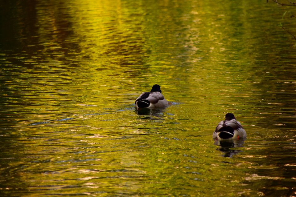Bird water bird pond