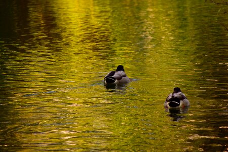 Bird water bird pond