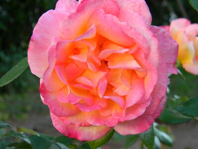 Valentine wedding floral