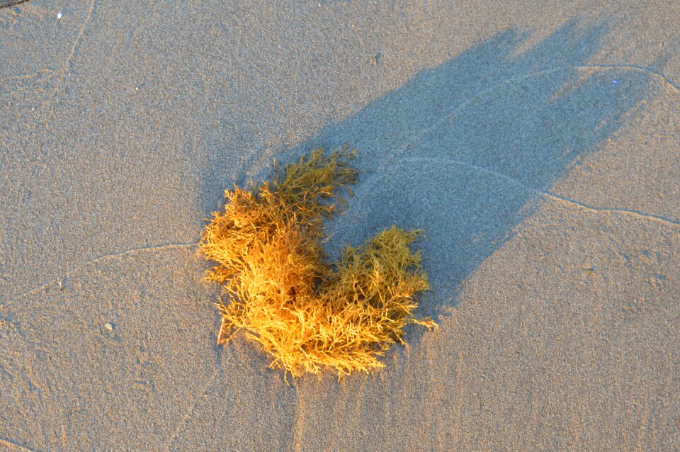 Algae sea landscape
