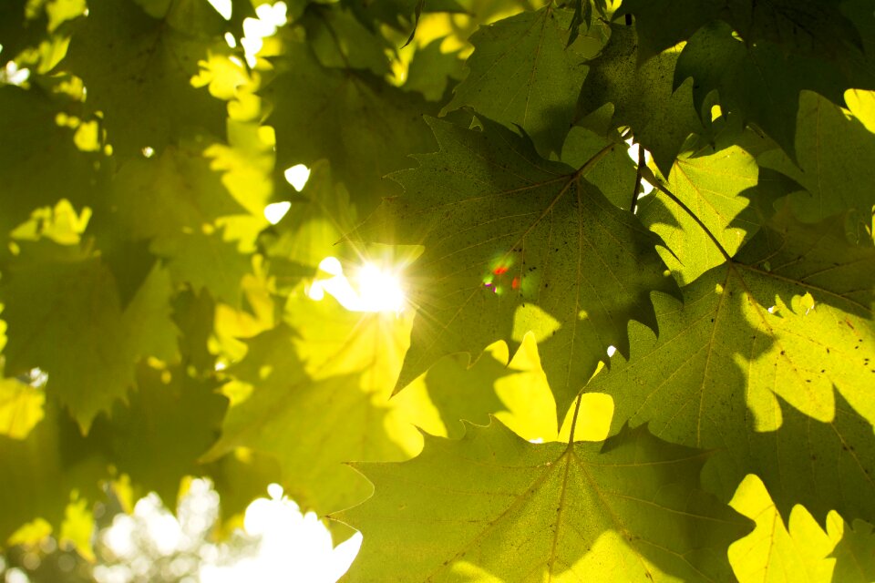 Plant sunshine the leaves