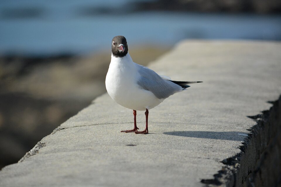 Bird animal ornithology
