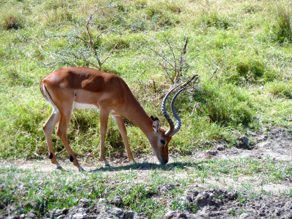 Browser africa safari