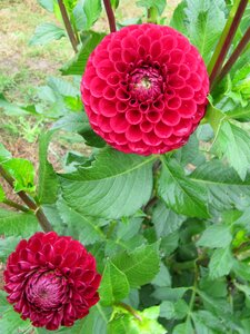 Pink garden purple