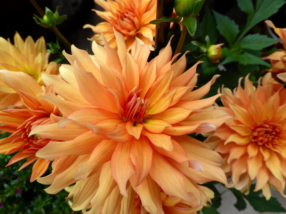 Plant nature ornamental plant