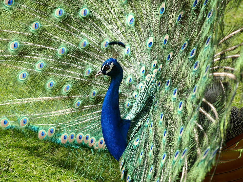 Blue bird pavo cristatus