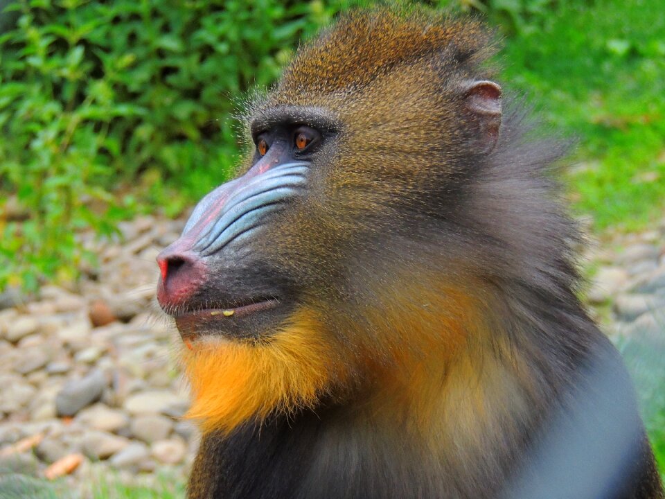 Africa fur fauna