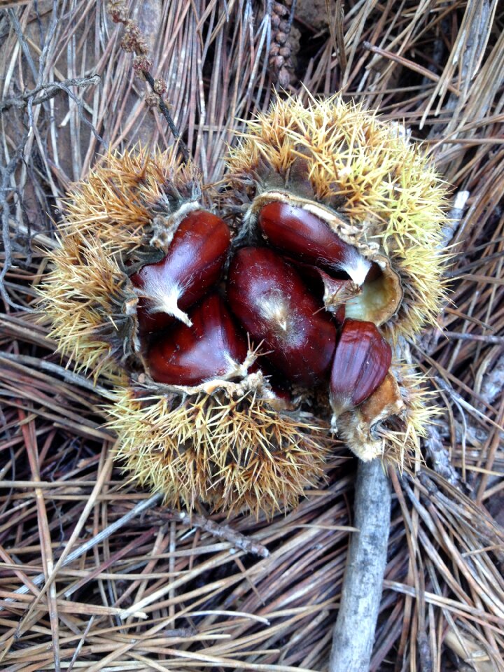 Chestnut autumn brown