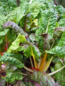 Fresh food vegetables