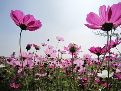 Mexico aster field powder