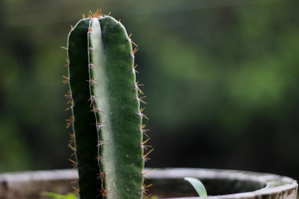Plant green potted