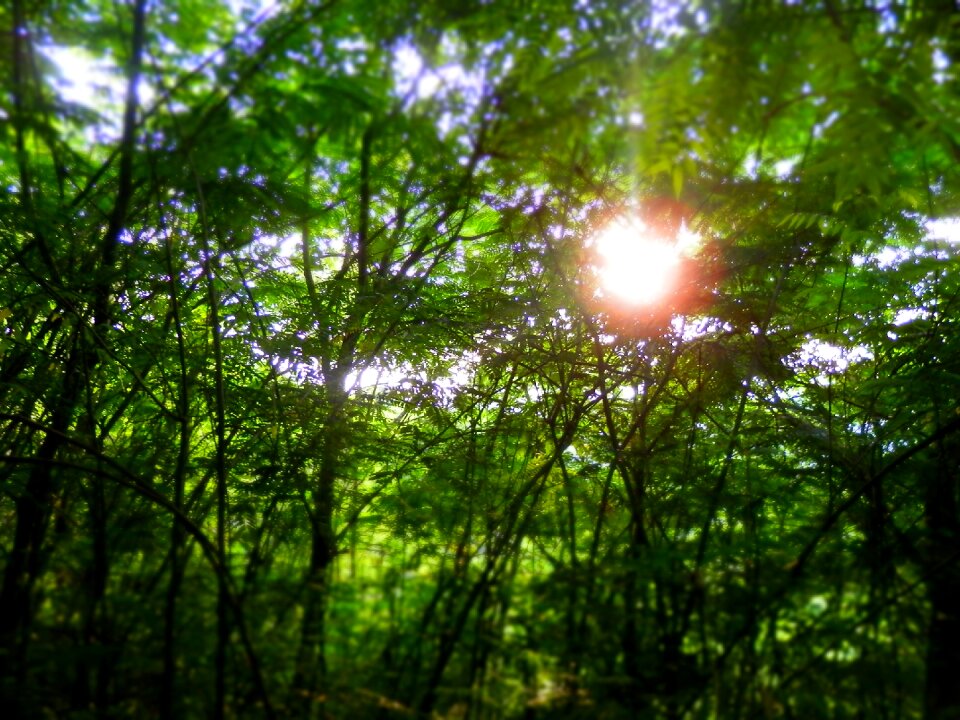 Nature forest green
