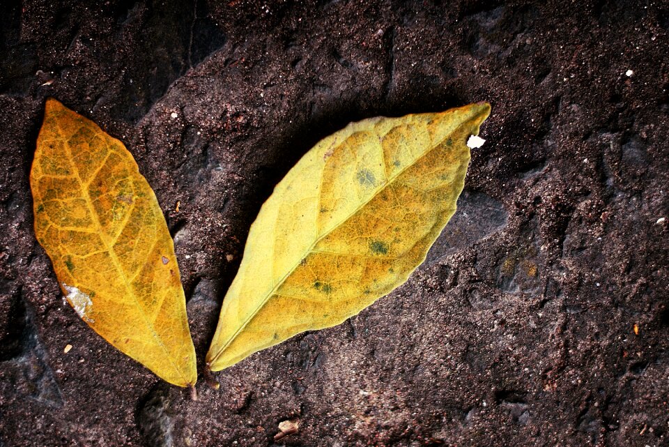 Autumn ground two