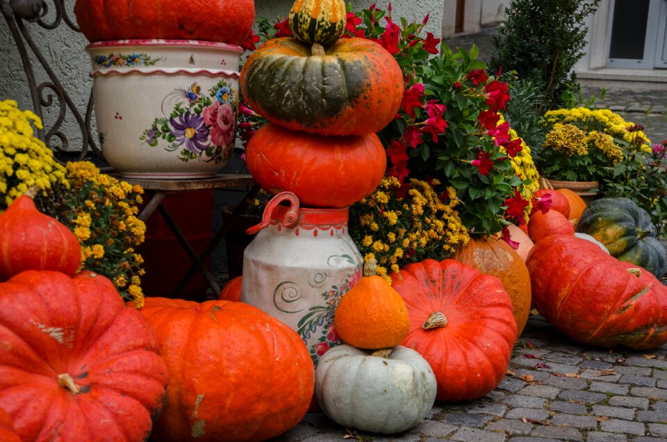 Harvest colorful decorative squashes