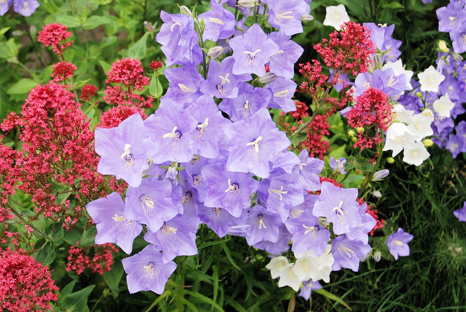 Campanula bell flower blue