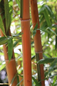 Bamboo plants bamboo rods china photo