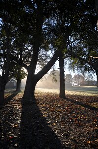 Sunlight forest shadows