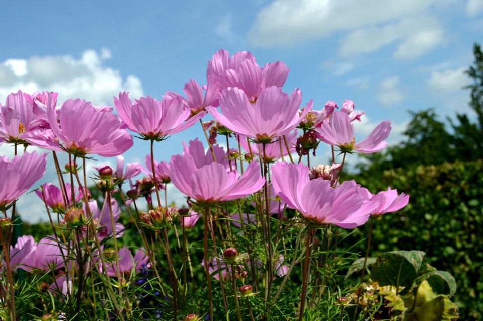 Blue sky nature pink photo