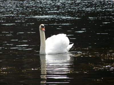 Nature lake water bird