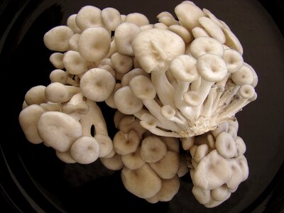 White mushroom food gastronomy