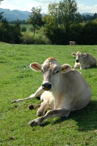 Agriculture lying portrait