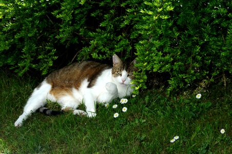 Meadow nature tiger cat photo