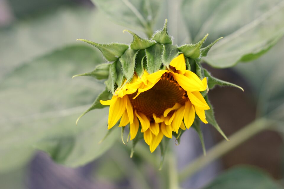 Green open country flower