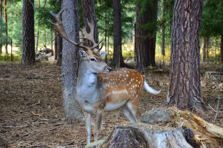 Antlers forest trees photo