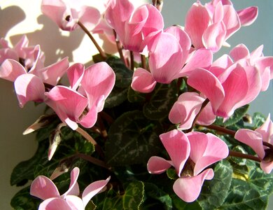 Pink potted plant pink petals