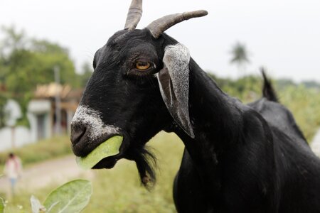 Animal food milk