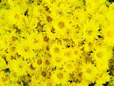 Blossom white flower yellow chrysanthemums