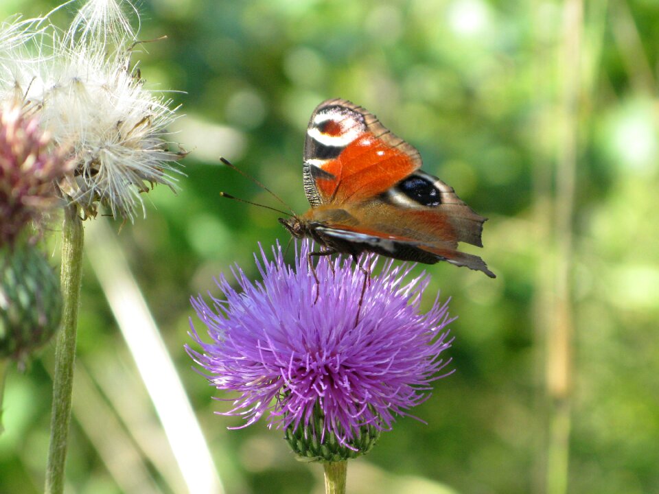 Butterfly summer wings