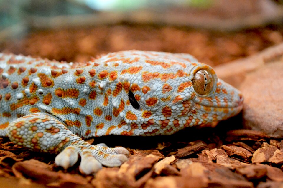Wild wildlife lizard