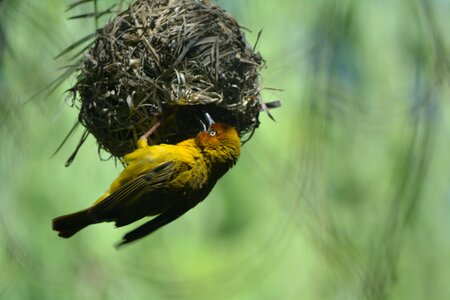 Feathered bird nature