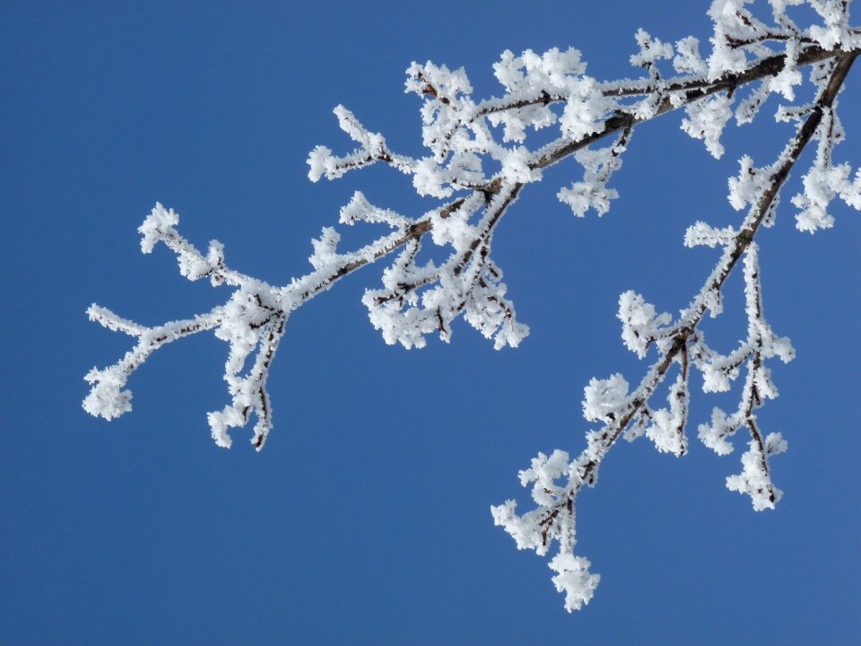Snow nature frozen