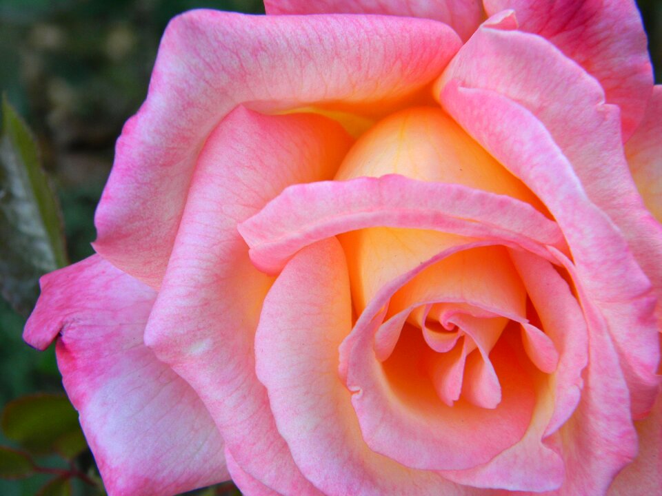 Petal love macro