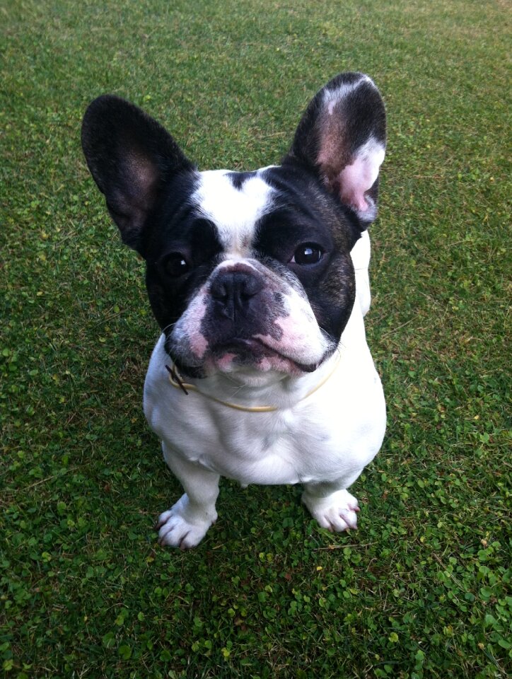 Dog bulldog french lawn