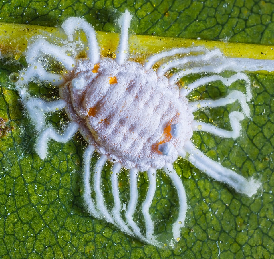 Pests journal infection macro