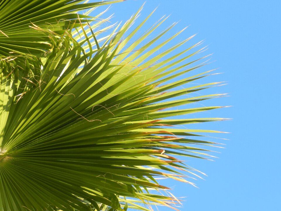 Summer tropical sky