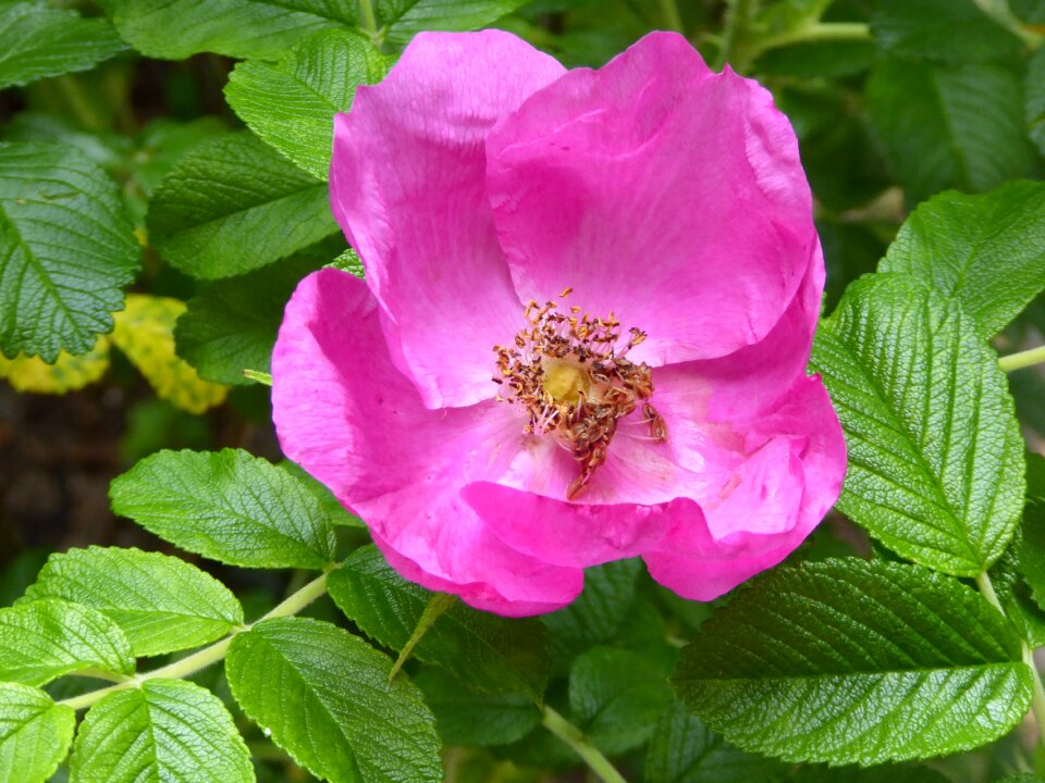 Beautiful nature blossom