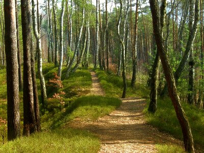 Nature trees the way the trees photo