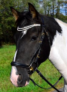 Pony horse horse head
