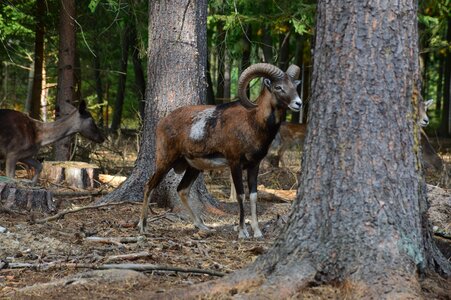 Antlers animal forest