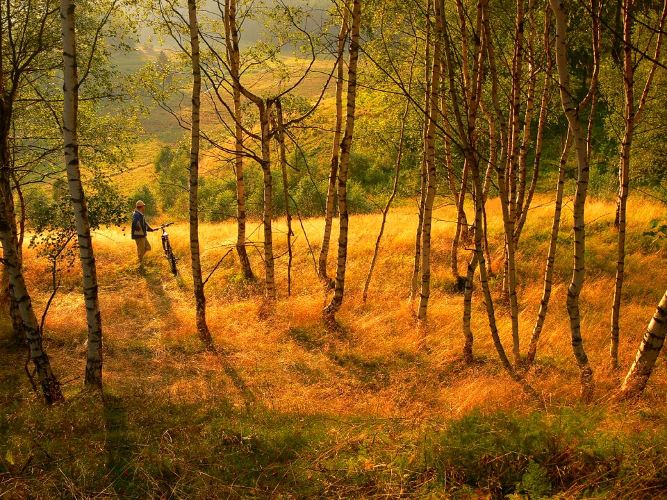 Forest moldava cycling