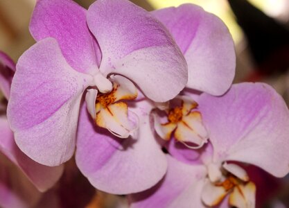 Petal blossom bloom