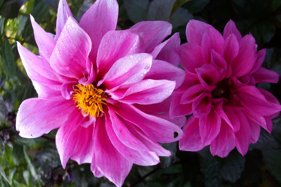 Flowers of color pink nature flowers