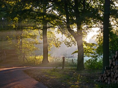 Glade meadow oak photo