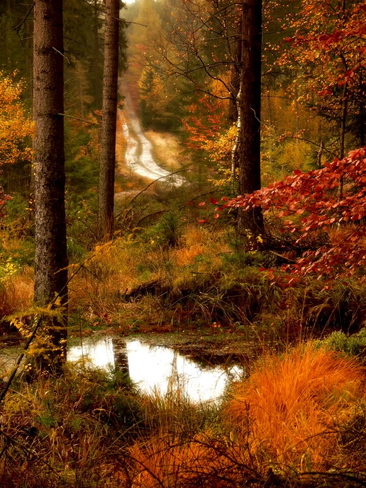 Forest road lagoon autumn