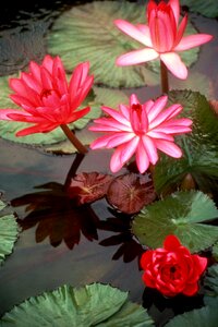 Flora pond wet